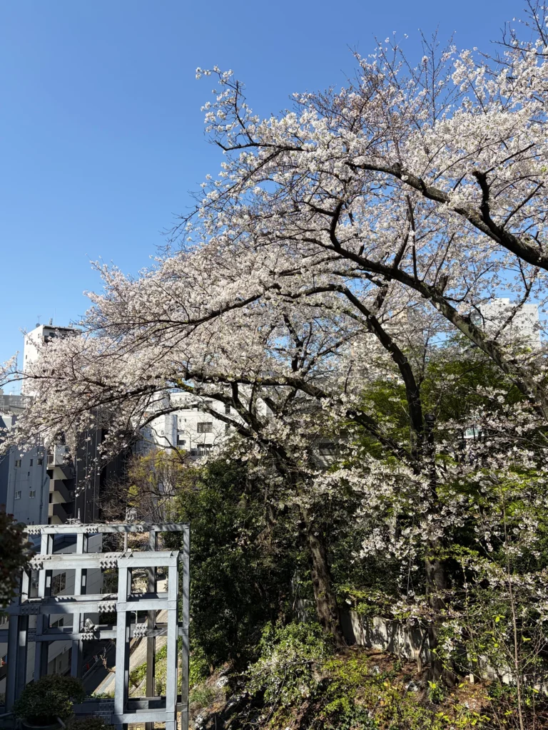 Spring has come at our Tokyo Design Center!