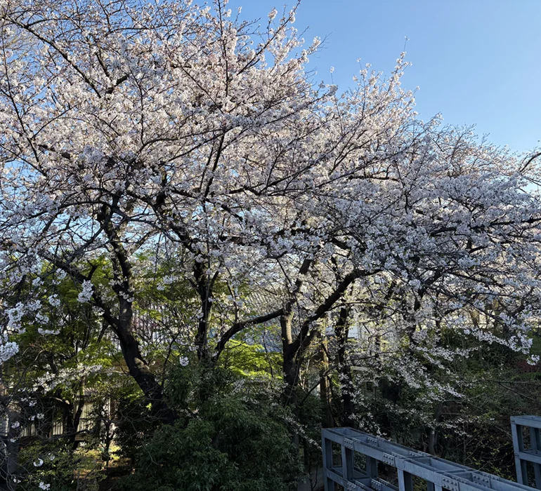 20260403_sakura-eyecatch