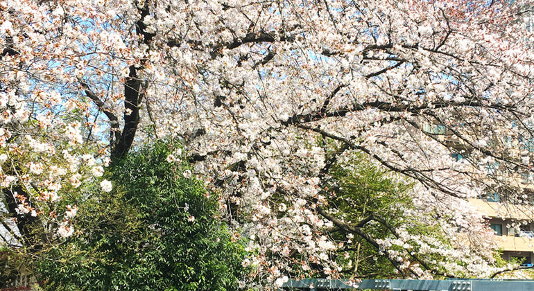 Spring has come to Tokyo Design Center!【桜の宵】お知らせ
