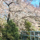 Spring has come to Tokyo Design Center!【桜の宵】お知らせ