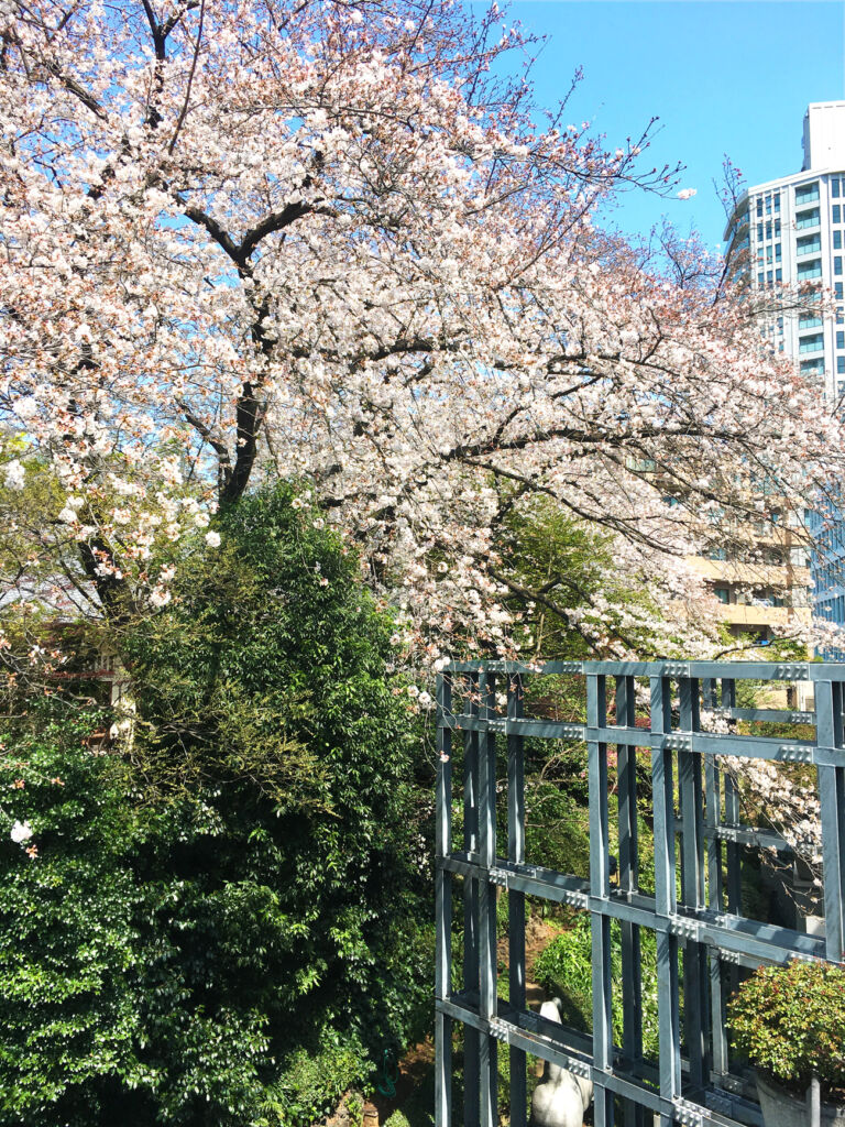 tdc_1300 TDC sakura