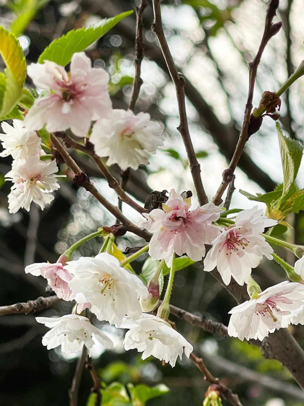 咲き始めの桜 at 東京デザインセンター