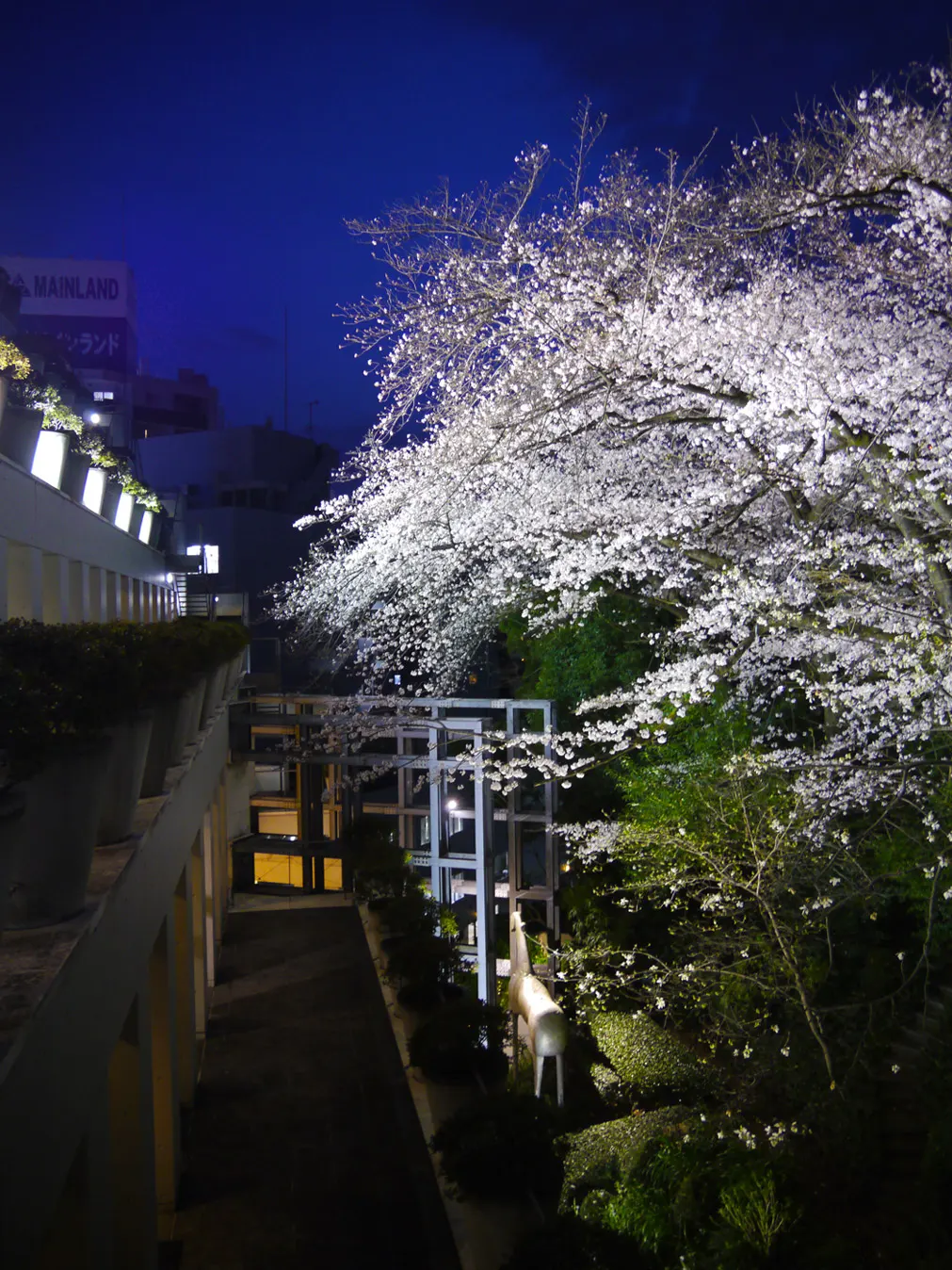 ライトアップされる東京デザインセンターの桜と馬の彫刻