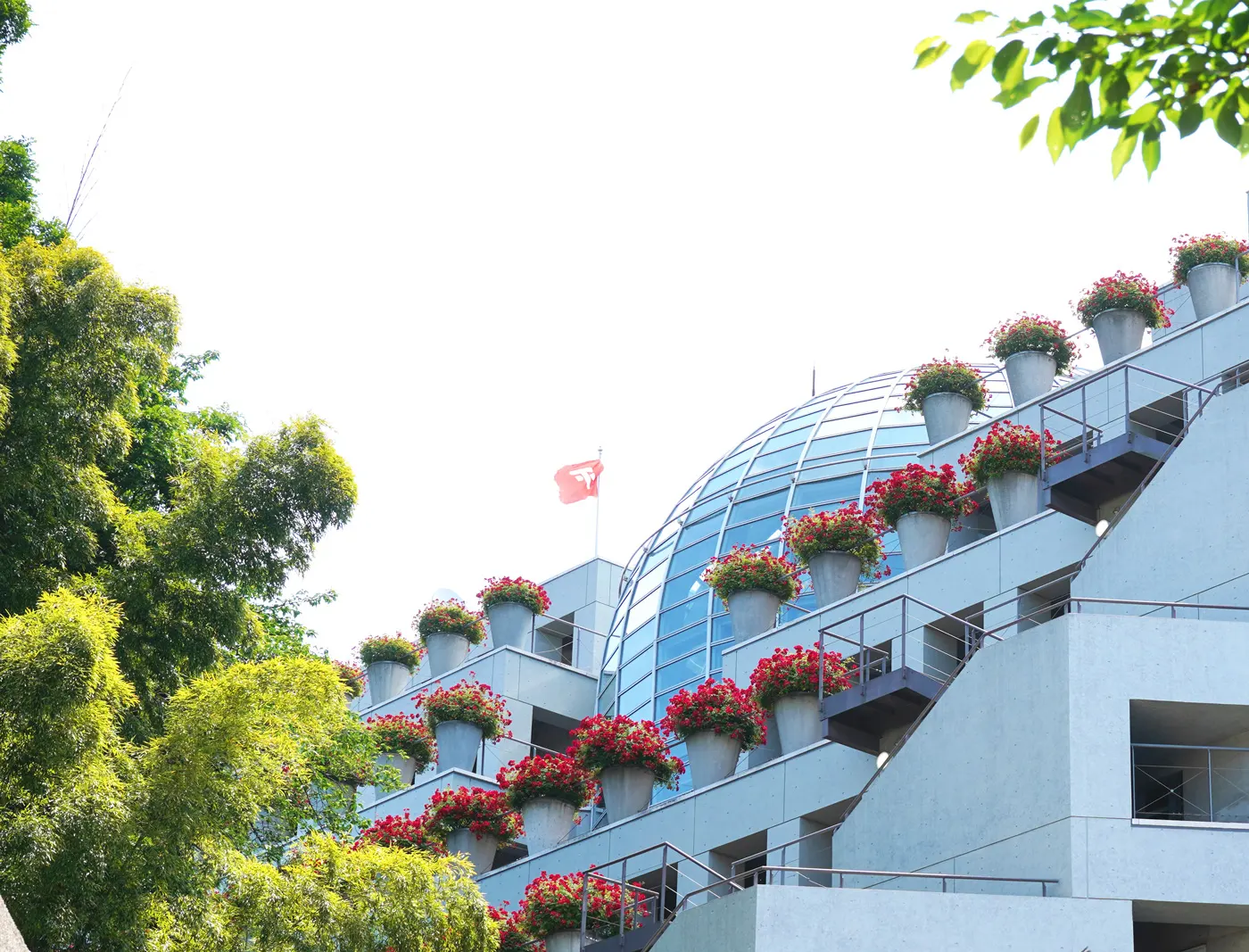 東京デザインセンターの薔薇 (5月23日撮影) 東京デザインセンターの薔薇 (5月23日撮影)