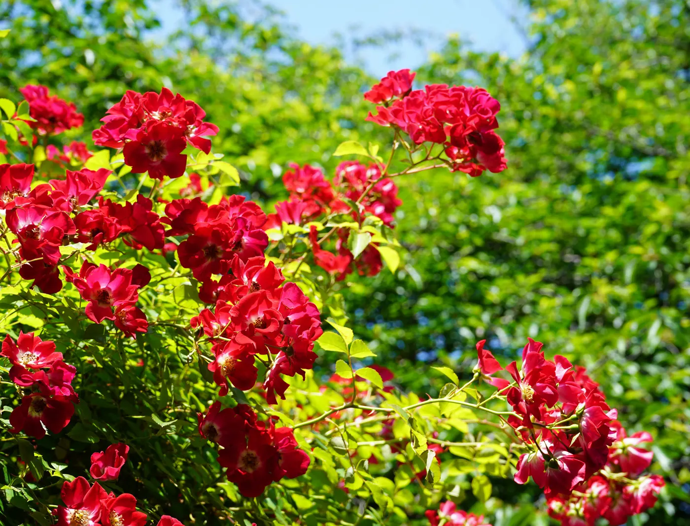 東京デザインセンターの薔薇 (5月23日撮影) 東京デザインセンターの薔薇 (5月23日撮影)