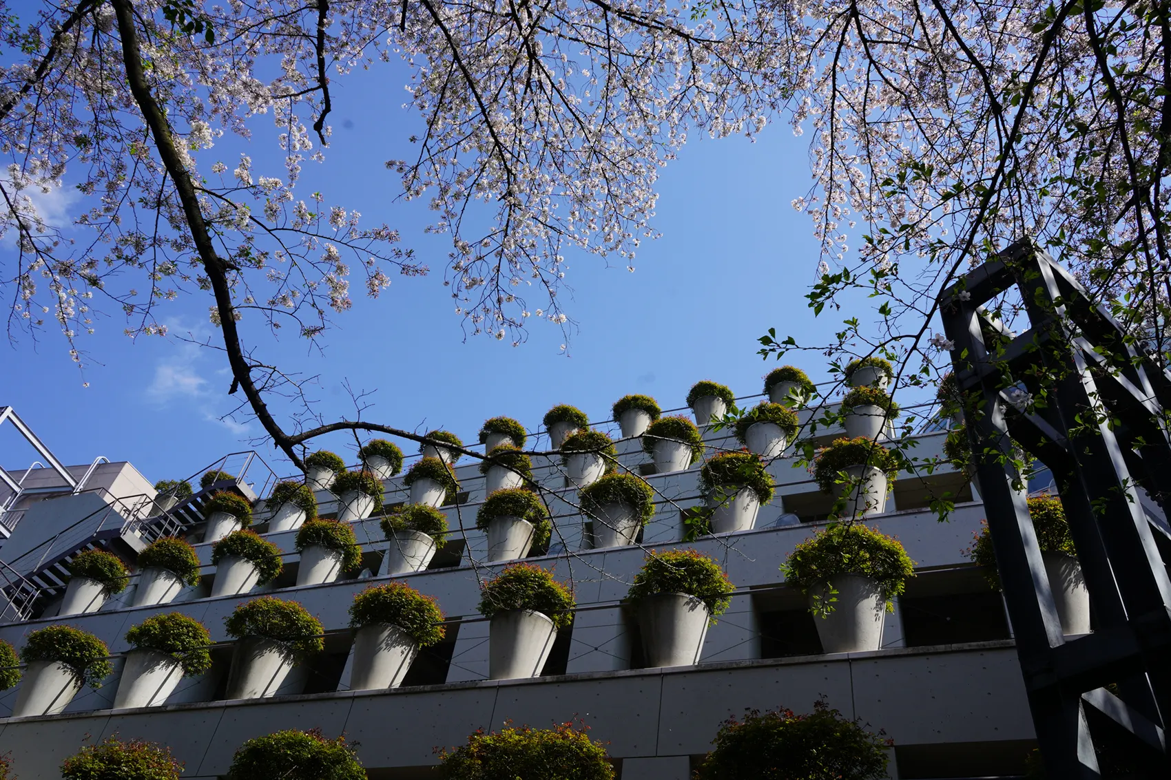 東京デザインセンター 新緑のバラの鉢と桜 東京デザインセンター 新緑のバラの鉢と桜
