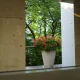 Roses, one of the symbols of TDC, have bloomed!