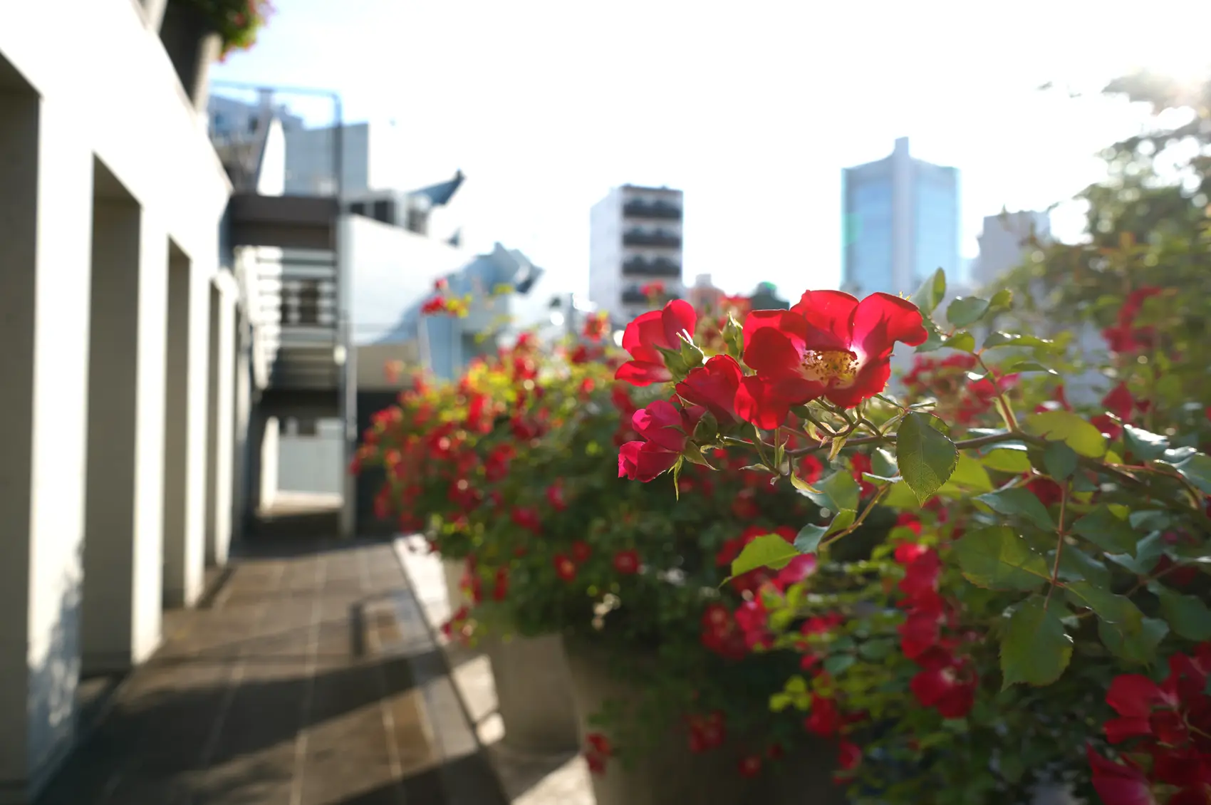 東京デザインセンターのバラ photo by IL DESIGN 東京デザインセンターのバラ photo by IL DESIGN