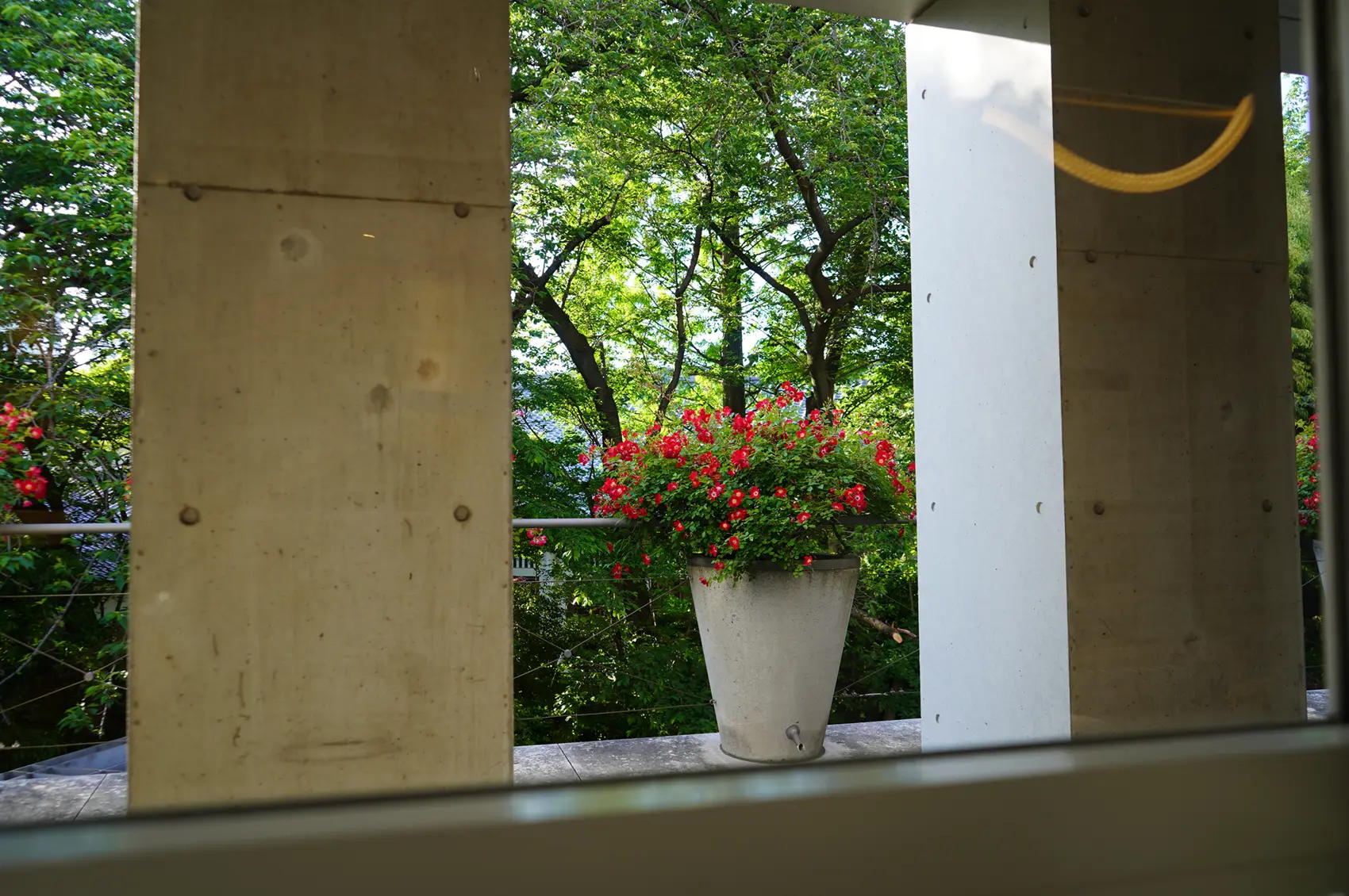 東京デザインセンターのバラ 6F IL DESIGNプレゼンテーションプレイス横のテラスにて photo by IL DESIGN