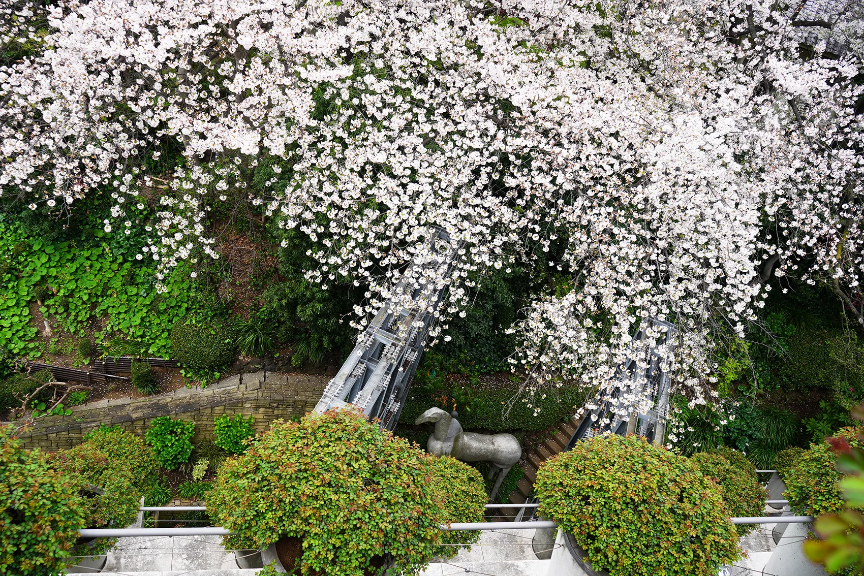 2024年、東京デザインセンターの満開の桜 4月8日撮影